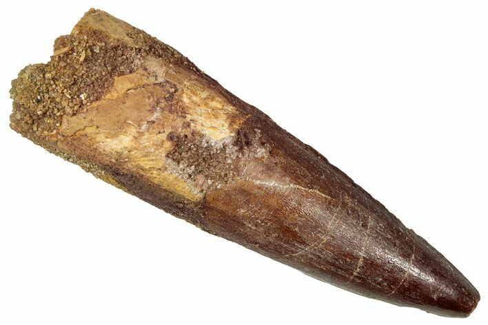 Fossil Spinosaurus Tooth - Real Dinosaur Tooth #357443